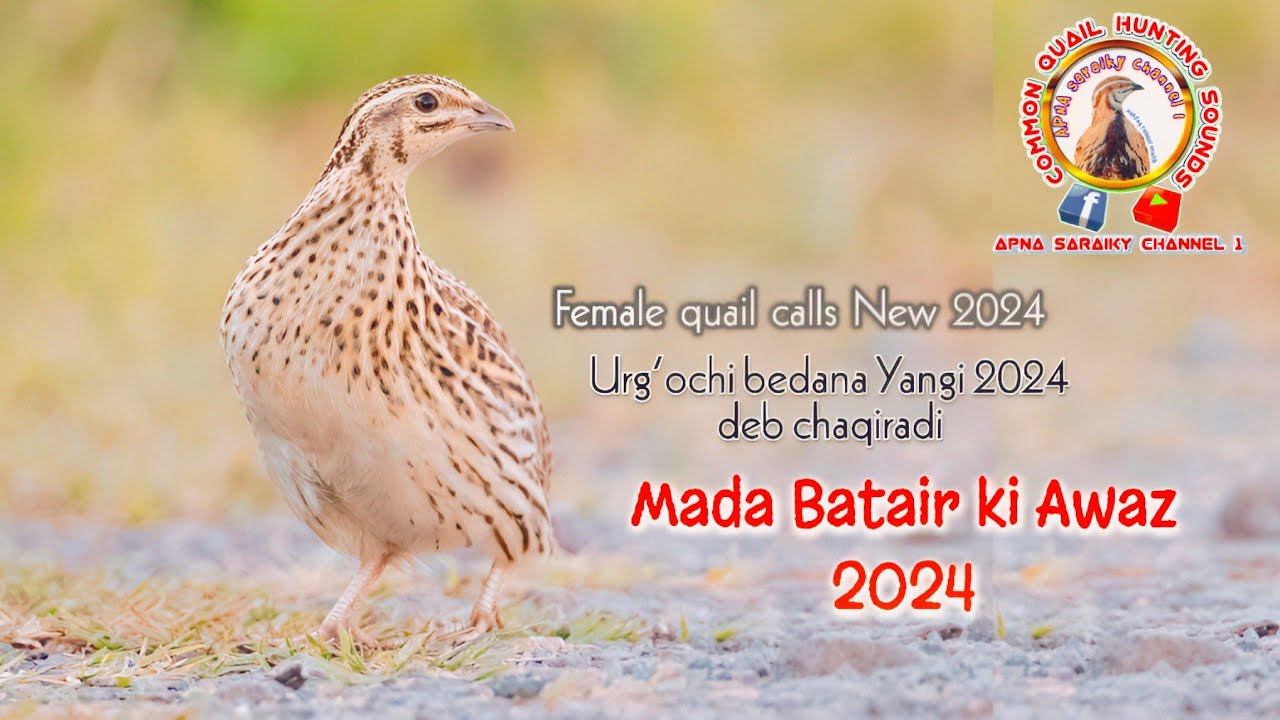 Female quail call New 2024 Madi Batair ki Awaz 2024  female quail sound 2024