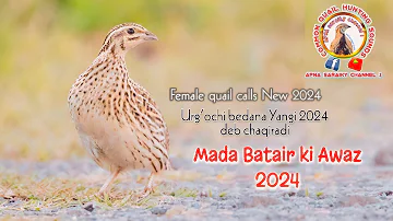 female quail call New 2024 /Madi Batair ki Awaz 2024 / female quail sound 2024