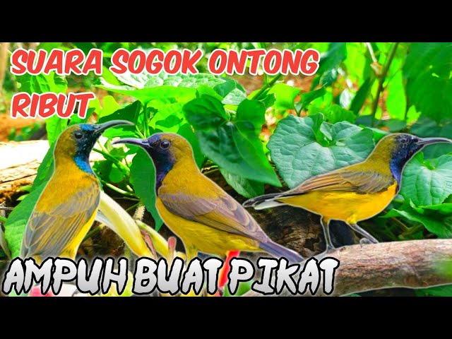 Cobain Pikat Ampuh Sogon Ribut Di Alam Tanpa Perlu Lama-lama Sogon Ngumpul class=