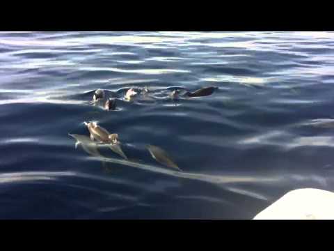 Video: Neurobrucellosi In Un Delfino Tursiope (Tursiops Truncatus) Arenato Nelle Isole Canarie