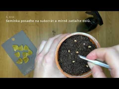 Video: Ako naklíčiť semienka citróna?