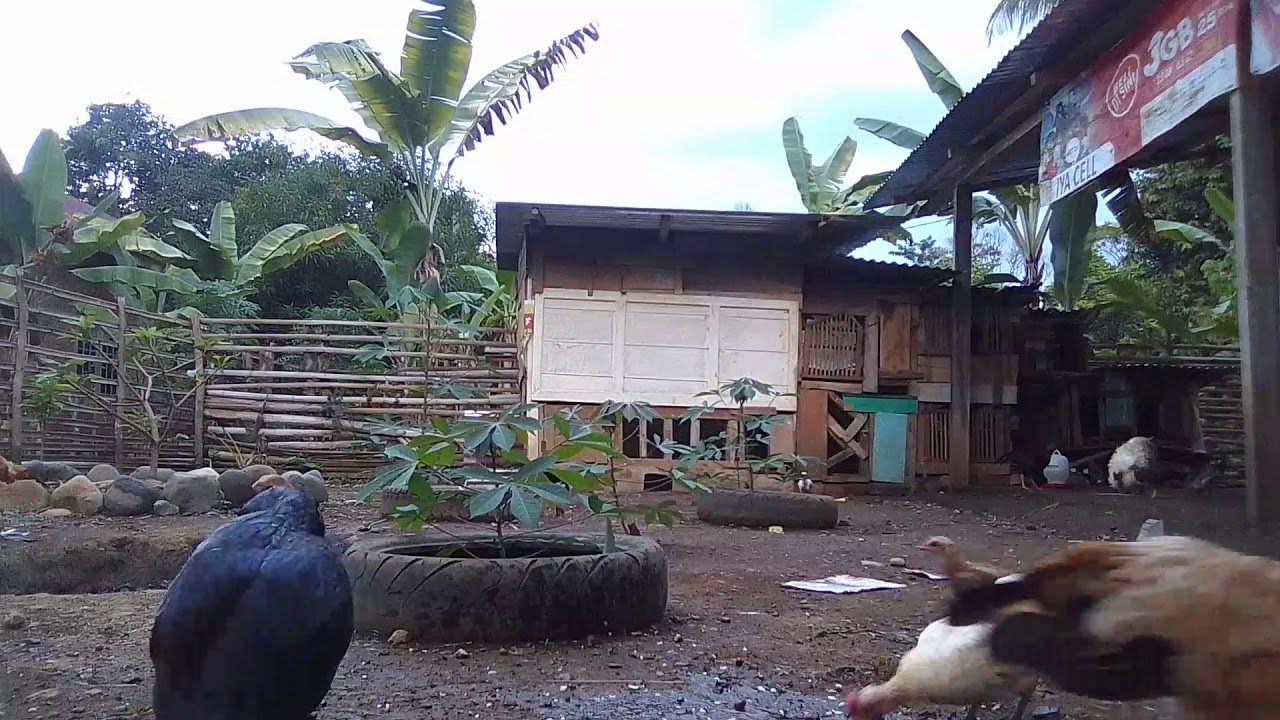 Ternak ayam hutan merah keturunan 