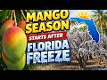Mango Season 2026 Begins After The Florida Freeze Mango Season 2026 Begins After The Florida Freeze