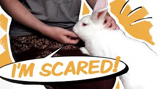 5 Steps to Comfort a Rabbit When They're Scared