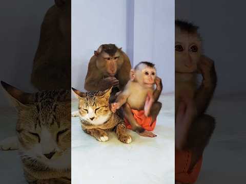 Great Video Super SokYaa And Sokhaa Very Adorable Harmony Animals Around The World Shorts