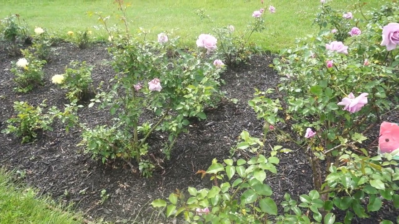 Le Petit Prince Rose at Maplewood Rose Garden Rochester NY Macro Walk