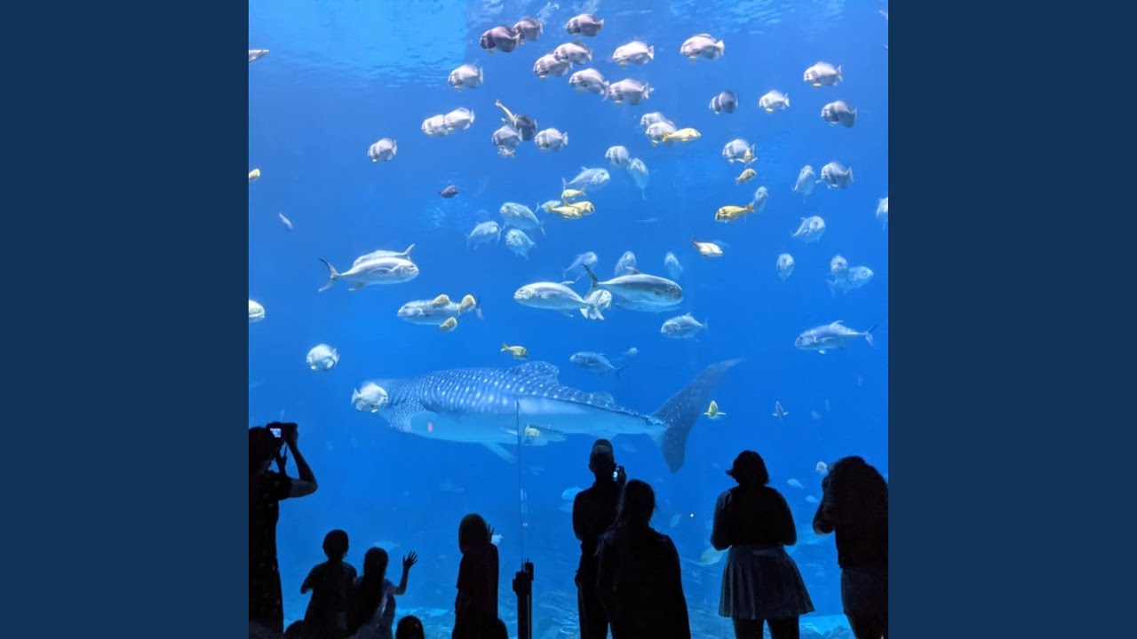 Aquarium YouTube Music