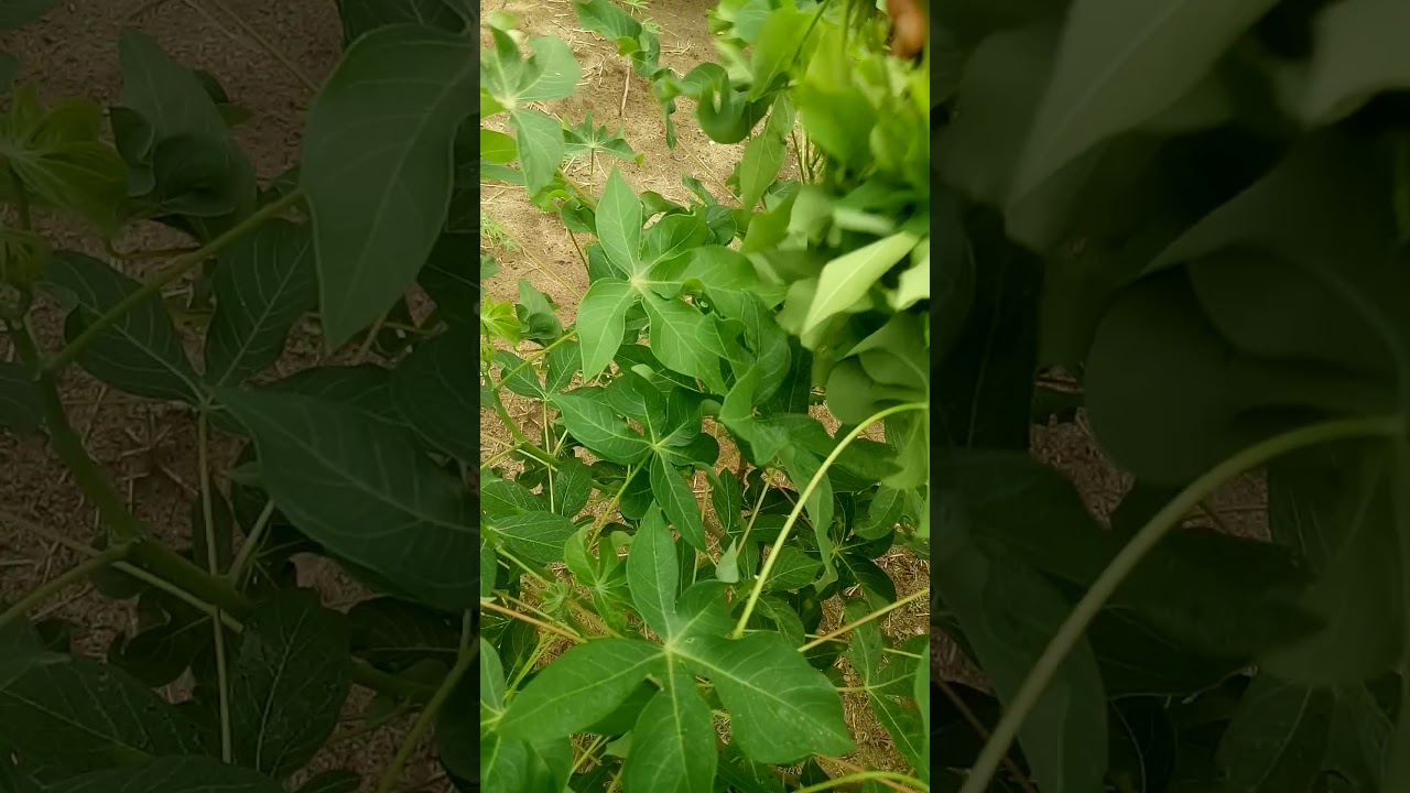 Cara memetik daun singkong yg benar YouTube Cara memetik daun singkong yg benar YouTube