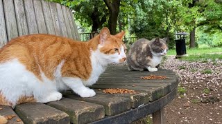 Cute stray cats are fighting with crows. I gave them food. 😍 by World of Sweet Cats 48 views 1 day ago 4 minutes, 23 seconds