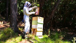 Harvesting Organic Kanuka / Manuka Honey from my Beehive
I have a beehive in the middle of a Kanuka forest in the Marlborough Sounds, Miles from any neighbors so there are no horticultural or garden sprays in the nectar. Harvesting Organic Kanuka / Manuka Honey from my Beehive