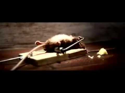 Mouse Trap Survivor Cheese Commercial