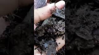 மரம் உரம்- Wood ? as mulch and organic material for soil