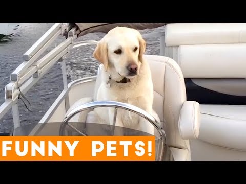 funniest-pets-&-animals-of-the-week-compilation-august-2018-|-funny-pet-videos