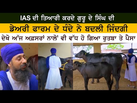 Preparing for IAS, Guru Singh's dairy farm business changed his life - Farmer Life - Dairy Farming