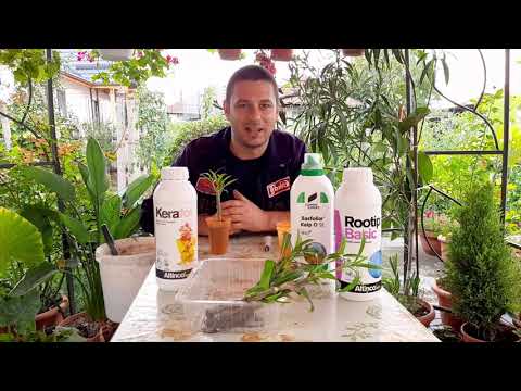 Video: Unde are loc sinteza proteinelor la plante?