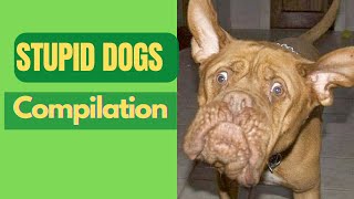 The Stupid Dogs Compilation