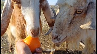 Today I fed my goat and dog