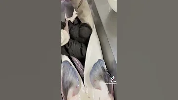استخراج العنبر من سمك العنبر 