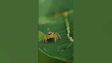 Cutest Jumping Spider Ever! 🕷️ Macro Close-Up #macronature #spider #wildlife #jumpingspider  #macro