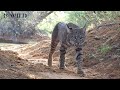 Gato Montés - Romance Felino / Lince Rojo, Gato Montés, Pecarí, Coyote, Tejón, Jabalí /