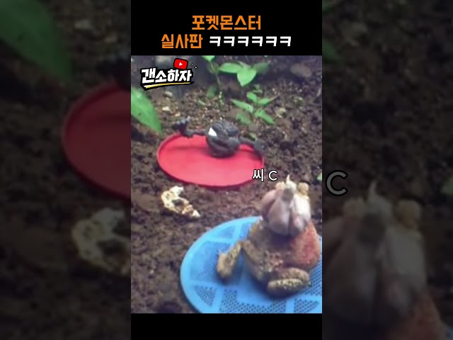 포켓몬스터 꼬마돌 실사판 ㅋㅋㅋㅋㅋ #웃긴더빙 #웃긴영상 #유머