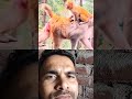Nitesh Kumar official monkey baby 🐥🍼🐥🍼.