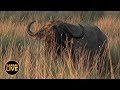safariLIVE - Sunrise Safari - April 06, 2019