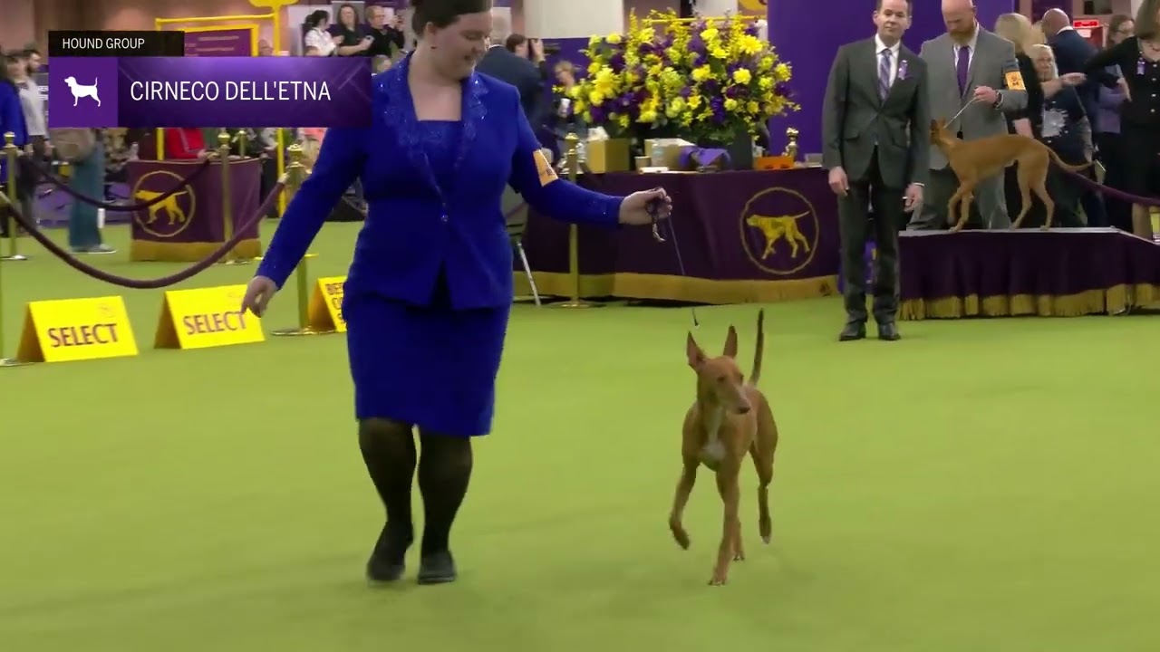 Cirneco dell'Etna | Breed Judging 2025