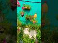 Home entrance decor #gardening #differentunique garden #nature #villagelife #ytshorts