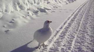 Riekko_Willow_Grouse.avi