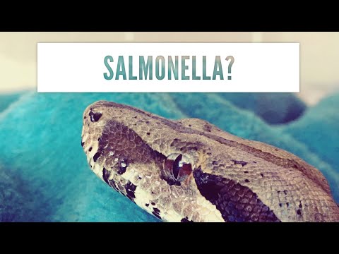 Video: OMG, Reptil Itu Punya Salmonella