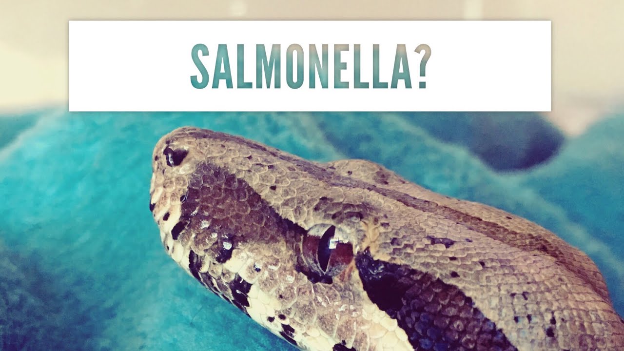 Do Garter Snakes Carry Salmonella?