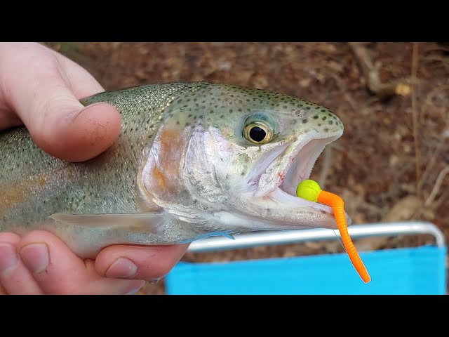 How to Catch More Trout using Power bait Mice Tails 