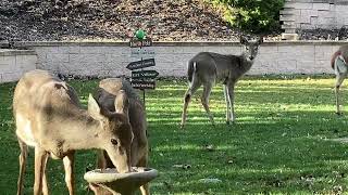 Reindeer Crossing