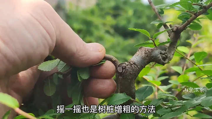 How to make bonsai branches grow thicker faster, try these three methods如何让盆景枝干加快增粗不妨试试这三种方法 - 天天要闻