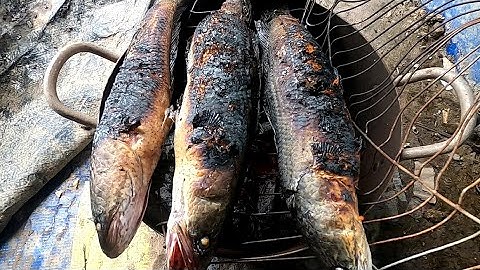 Cá Lóc Đồng Nướng Mọi Cuốn Rau Sống Nhức Cái Nách /Đạt Nguyễn Cần Giờ