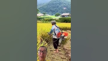 chế máy cắt cỏ thành máy gặt lúa