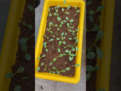 How to grow