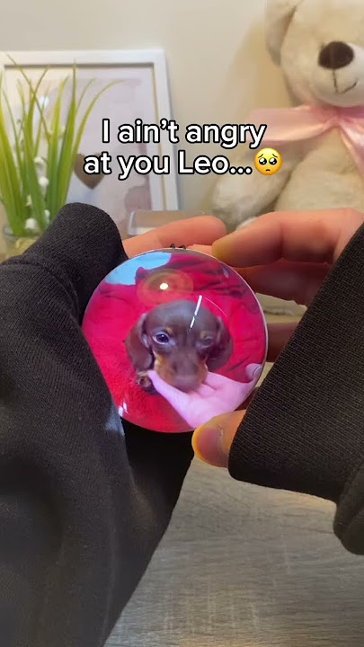 We will miss you Leo🥺❤️‍🩹 #dog #puppy #doglove #pets