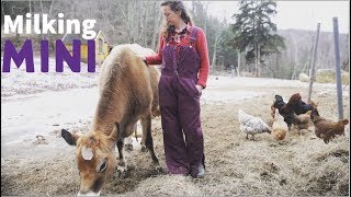 Milking a Mini Jersey  The Perfect Family Cow for a Homesteader