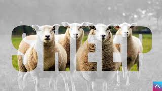 ANIMAL SOUND - SHEEP | Suara Domba