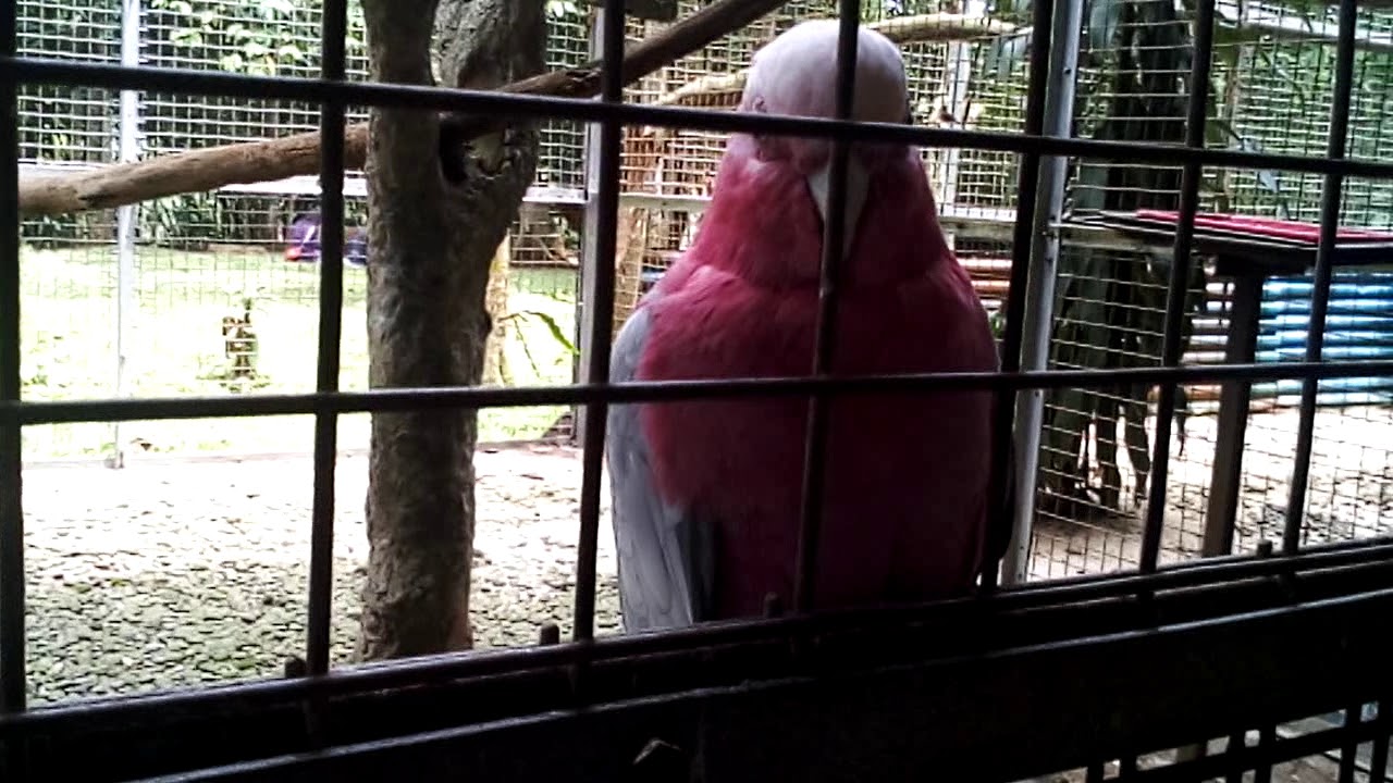 Burung Jalak Galah 