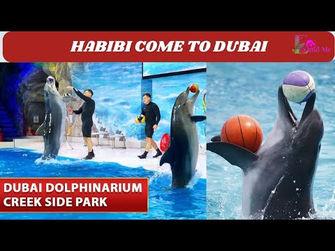 Dolphin show in Dubai FULL 4K VIDEO / Dubai Dolphinarium #malayalamvlog #dubaidolphinarium #dubai