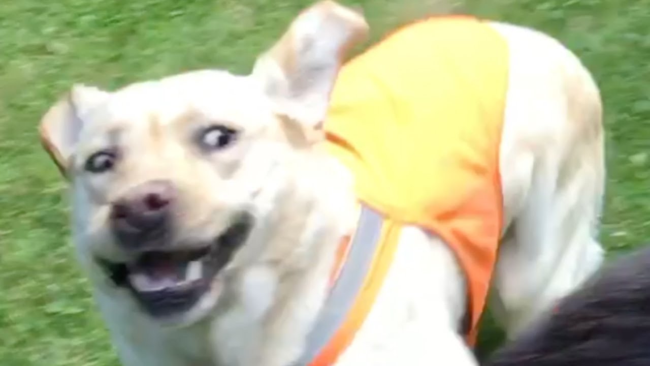 Stella Zooms Through the Seasons puppy paradise