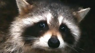 Raccoon sounds / noises | Audio