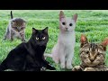 Características importantes sobre os gatos