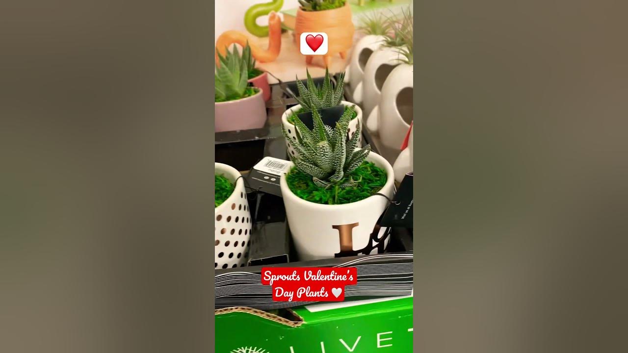 sprouts-valentine-s-day-plants-youtube