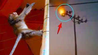An Electric Shock And Unconscious Monkey Is Rescued By Humans! Best Rescue Animals