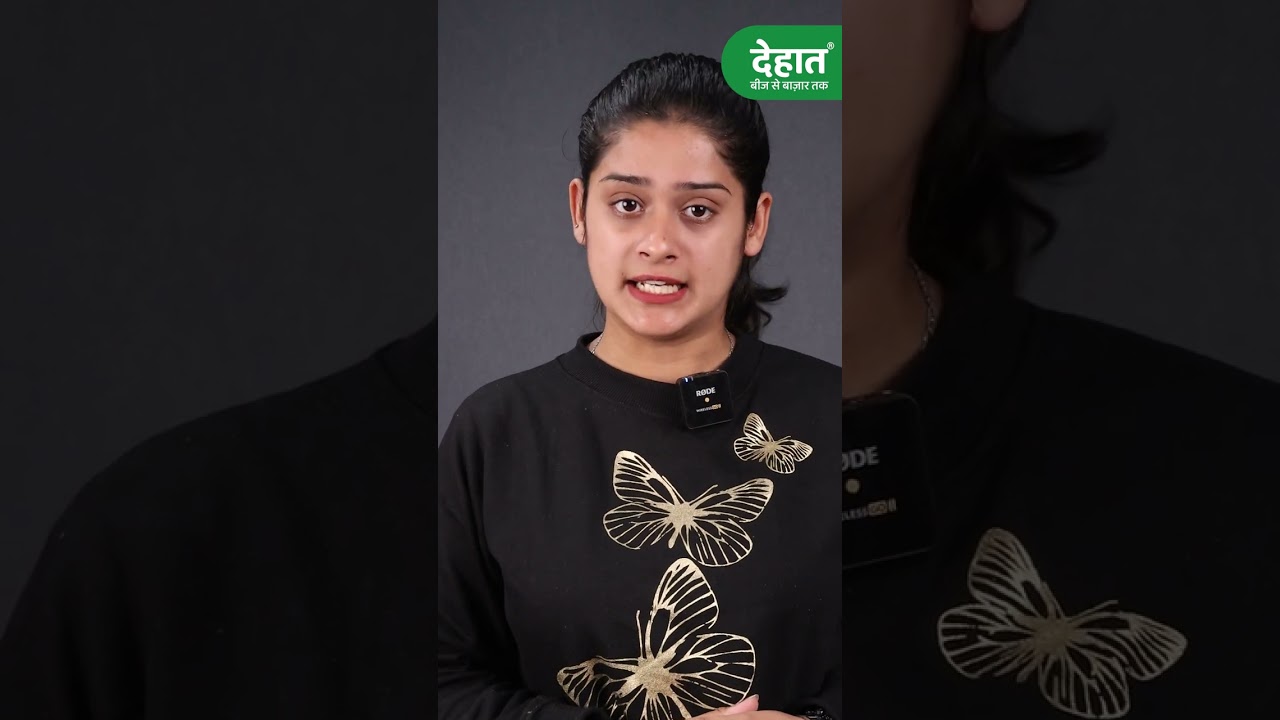जानें कैसे ठीक करें गेहूं का पीलापन!Gehun me pilapan kaise theek karen