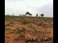 يامل قلبن حنت اشجانه نياف تركي يامل قلبن حنت اشجانه نياف تركي